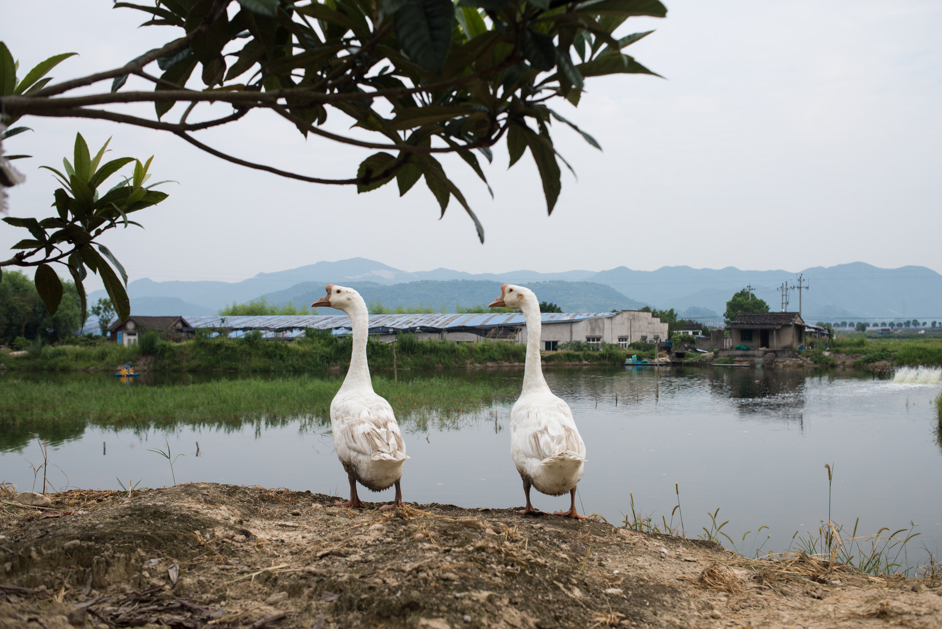 罗非鱼养殖条件和方法,农村罗非鱼养殖技术