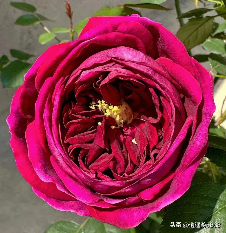 欧月皇宫深紫色月季花,月季花美图