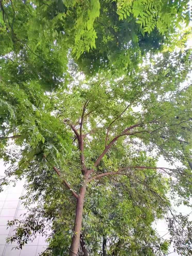 门外那棵野桑树——诚品上院小区（作者：李超）