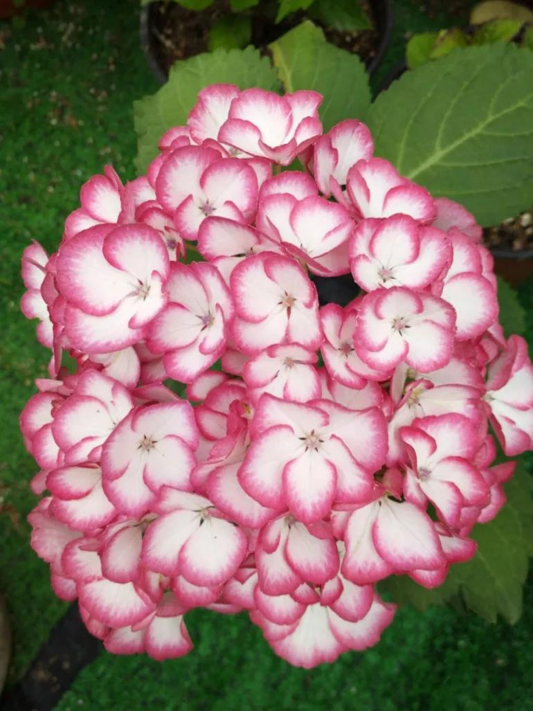 开眼界了!五大突出特征让这种“球花”魔力无限,人见人爱