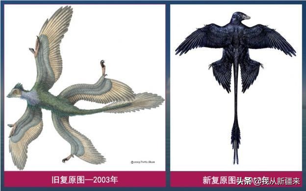 新疆哈密翼龙,天山哈密翼龙