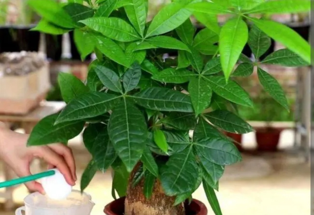 发财树长得很慢吗图片,发财树怎么就养得枝繁叶茂了