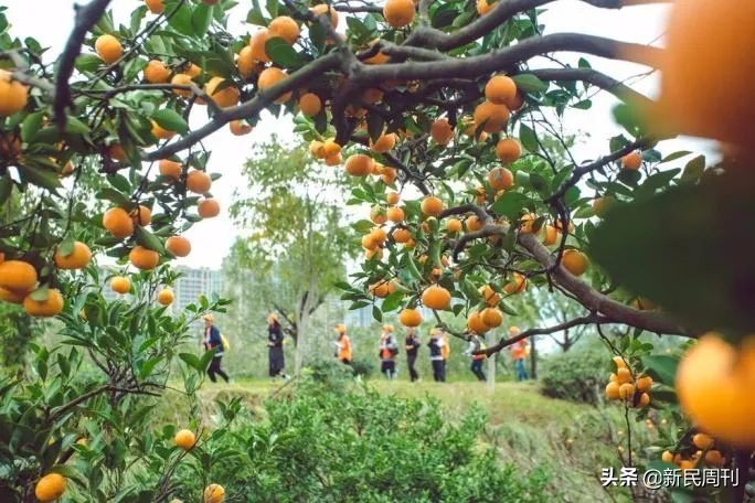 日本研发水果品种,日本培育水果品种