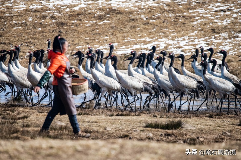 高原精灵黑颈鹤越冬之地——大山包（云、藏自驾旅行纪实之一）