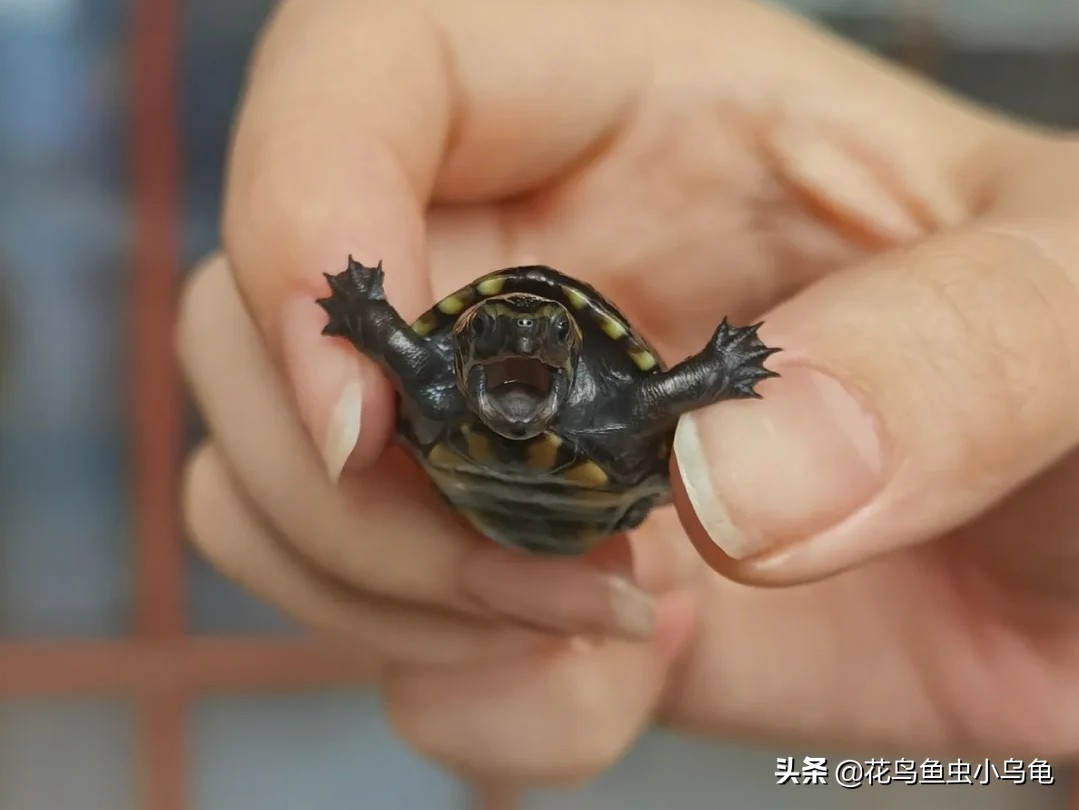 果核龟和果盔龟区别,果核泥龟世界上最小的乌龟