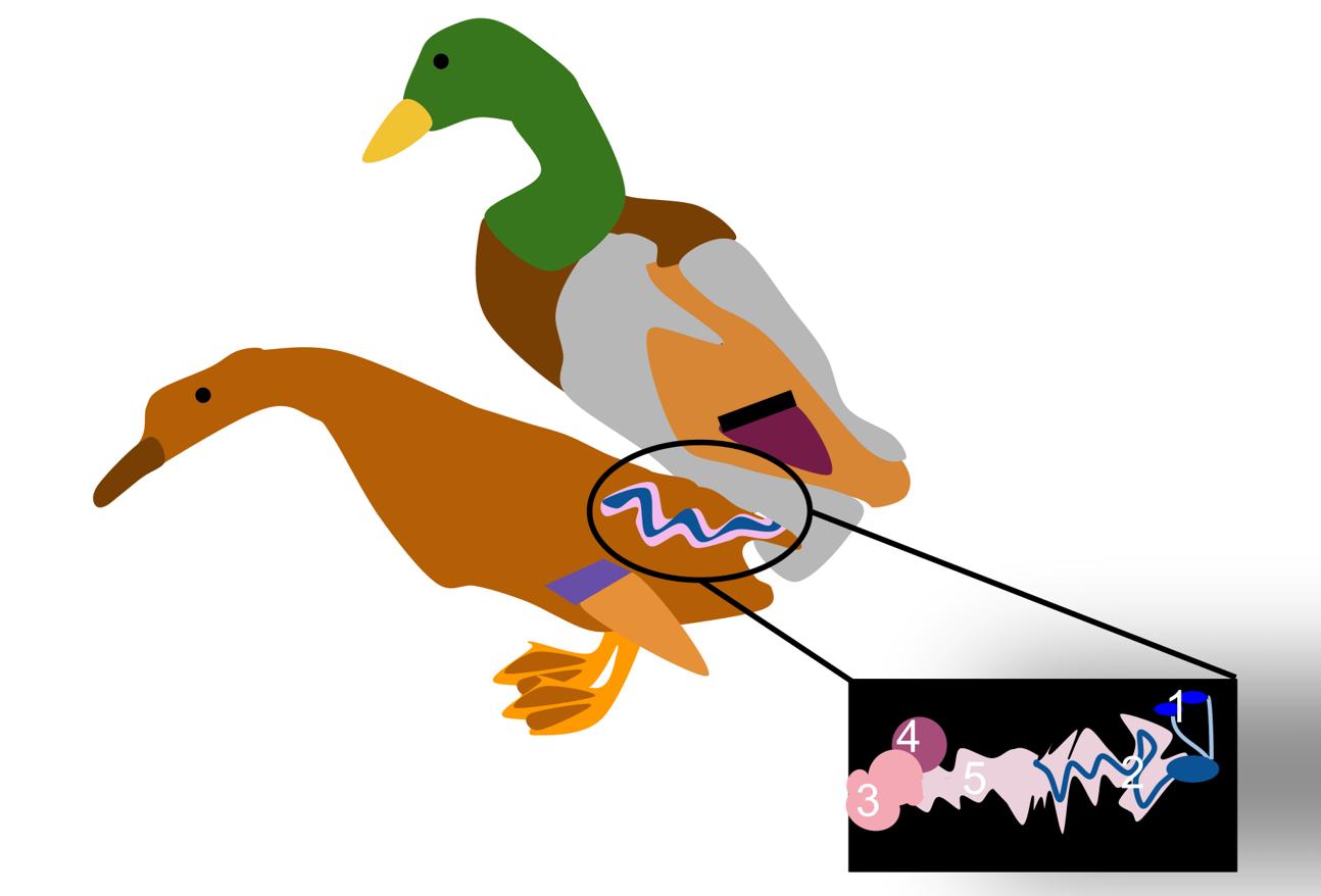 为了交配繁衍，雄性动物有多拼？猫生殖器带刺，鸭子改造成螺旋状