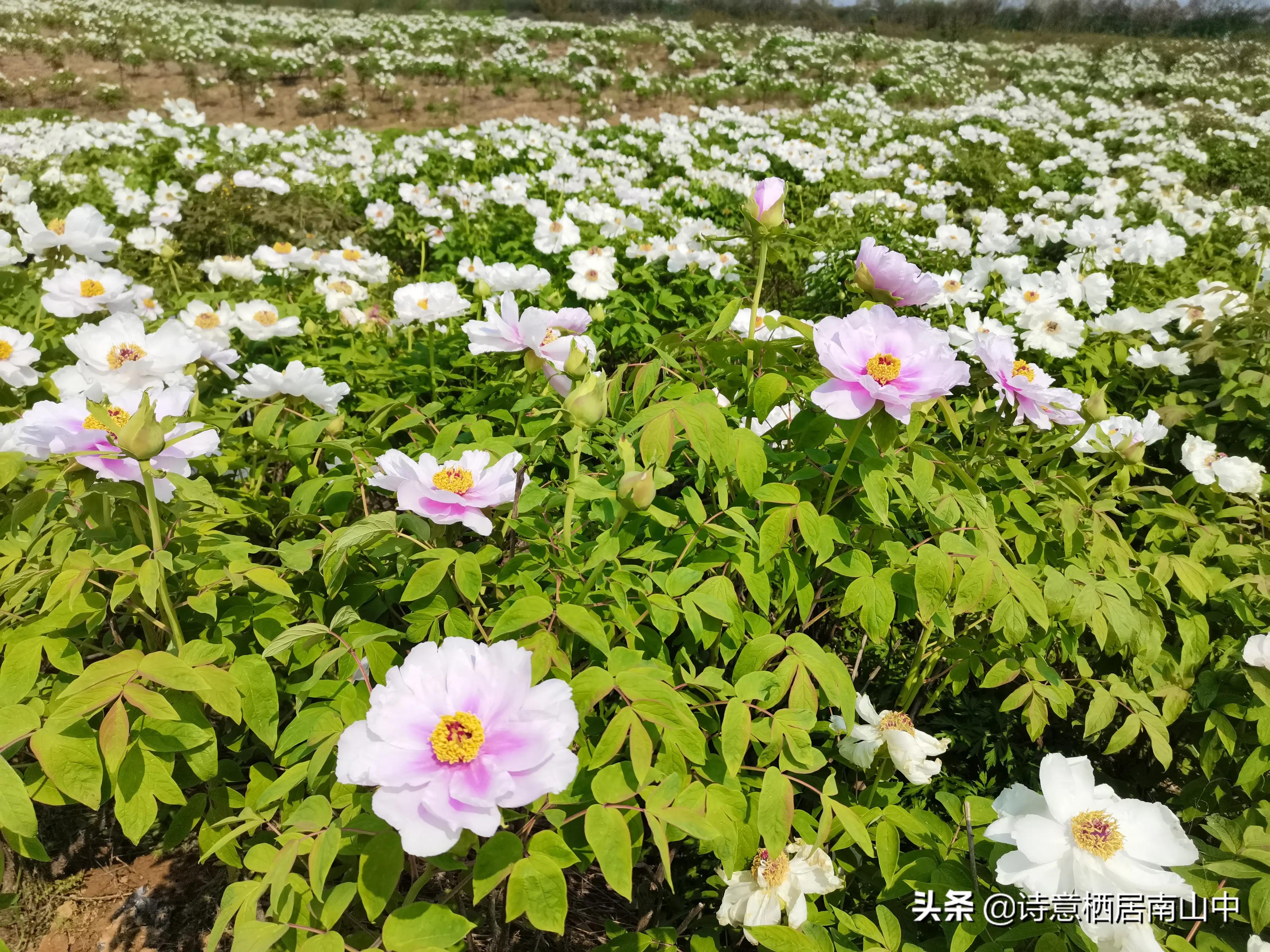 江夏鲁湖湿地公园,江夏金口鲁湖梦里田园