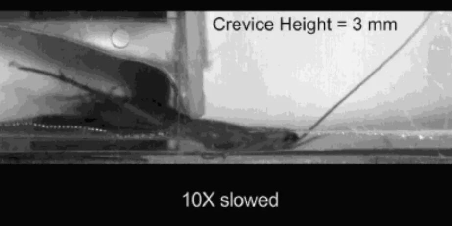 如何拍死一只4厘米的蟑螂,蟑螂小强生命力顽强