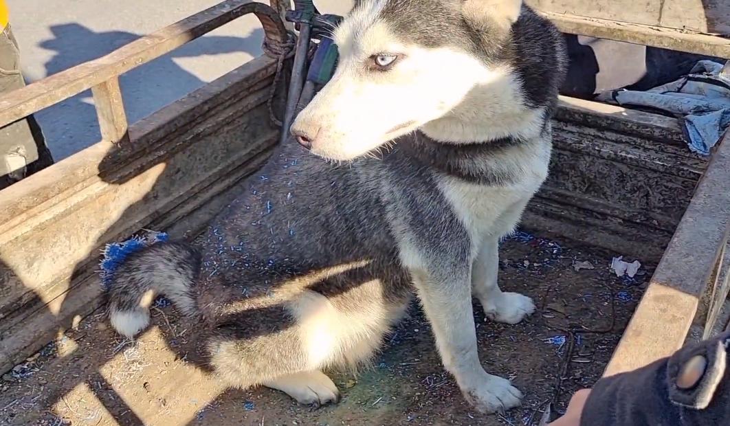 哈士奇被狗主人亲手送进狗贩子,哈士奇被狗贩子卖掉