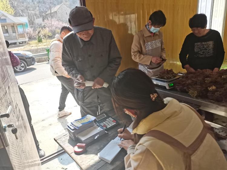 马棚村椿芽,淄川马棚香椿芽