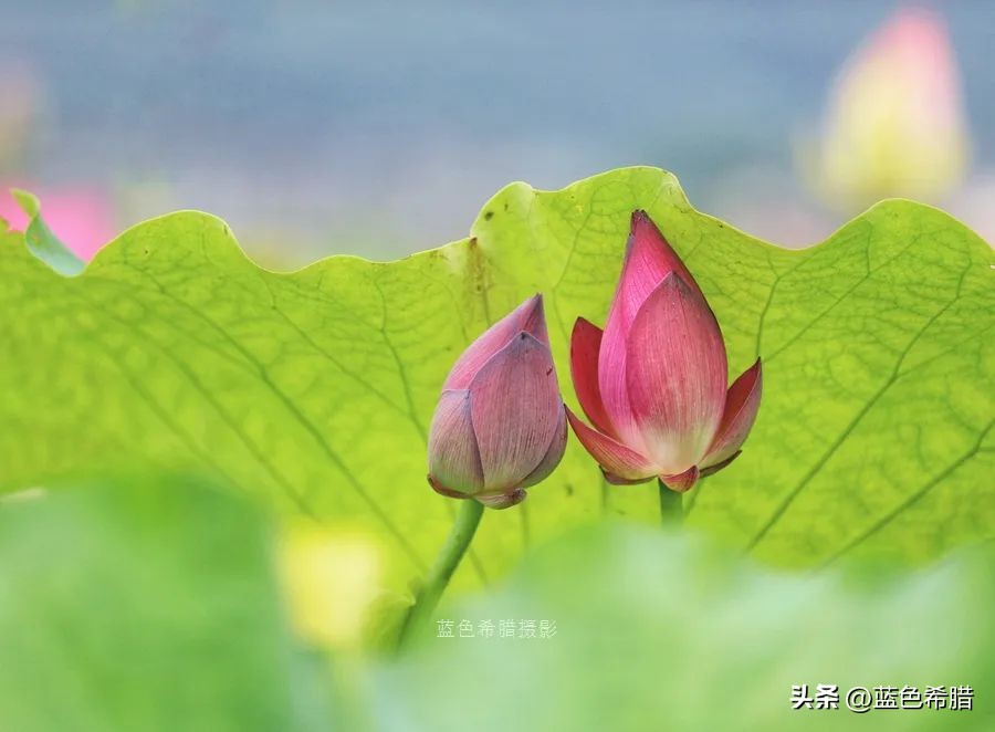 你好夏至愿一切美好都如夏而至,夏至已到愿所有美好如约而至