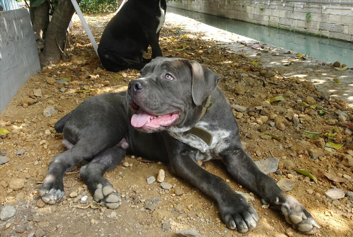 为什么养“卡斯罗”的人越来越多，网友：养了就不想换狗了