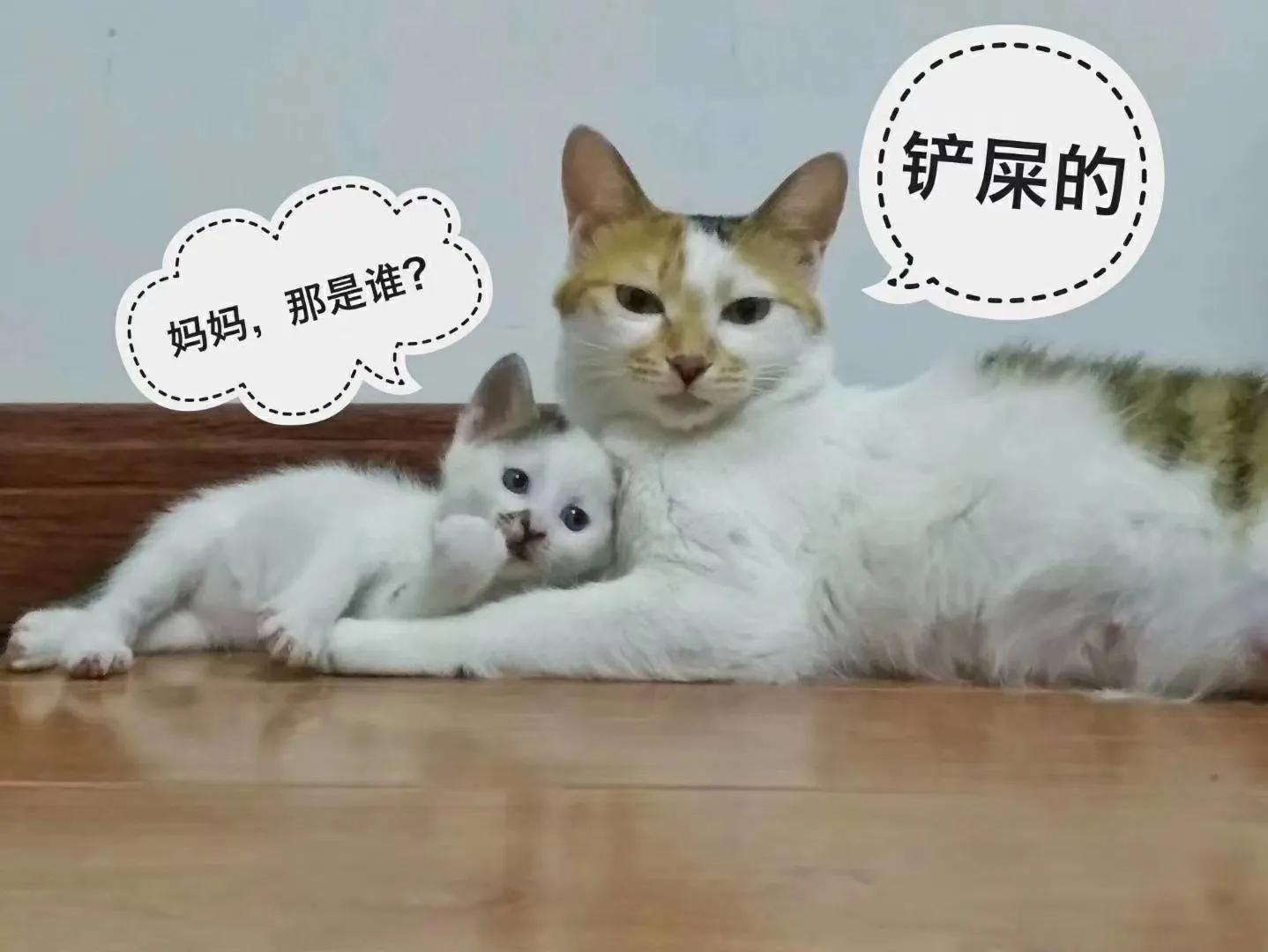 猫没精神总睡觉鼻子干,猫流口水鼻子干怎么治疗