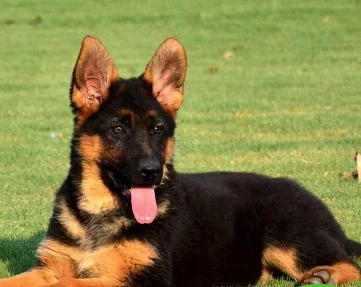 黑狗救主的真实故事,忠犬救主的故事完整版