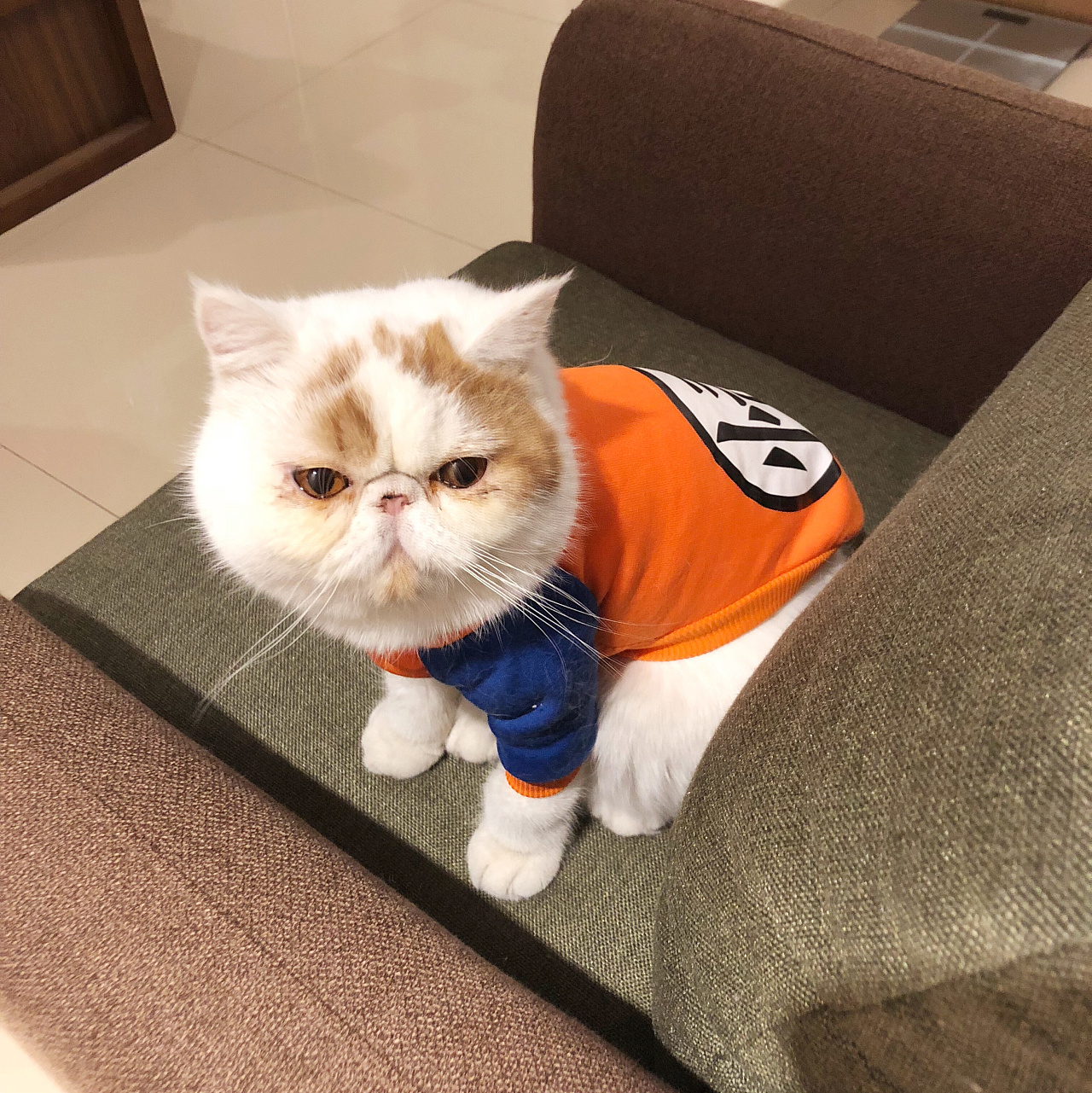 猫界中最好养的6种猫,什么猫寿命最长还好养