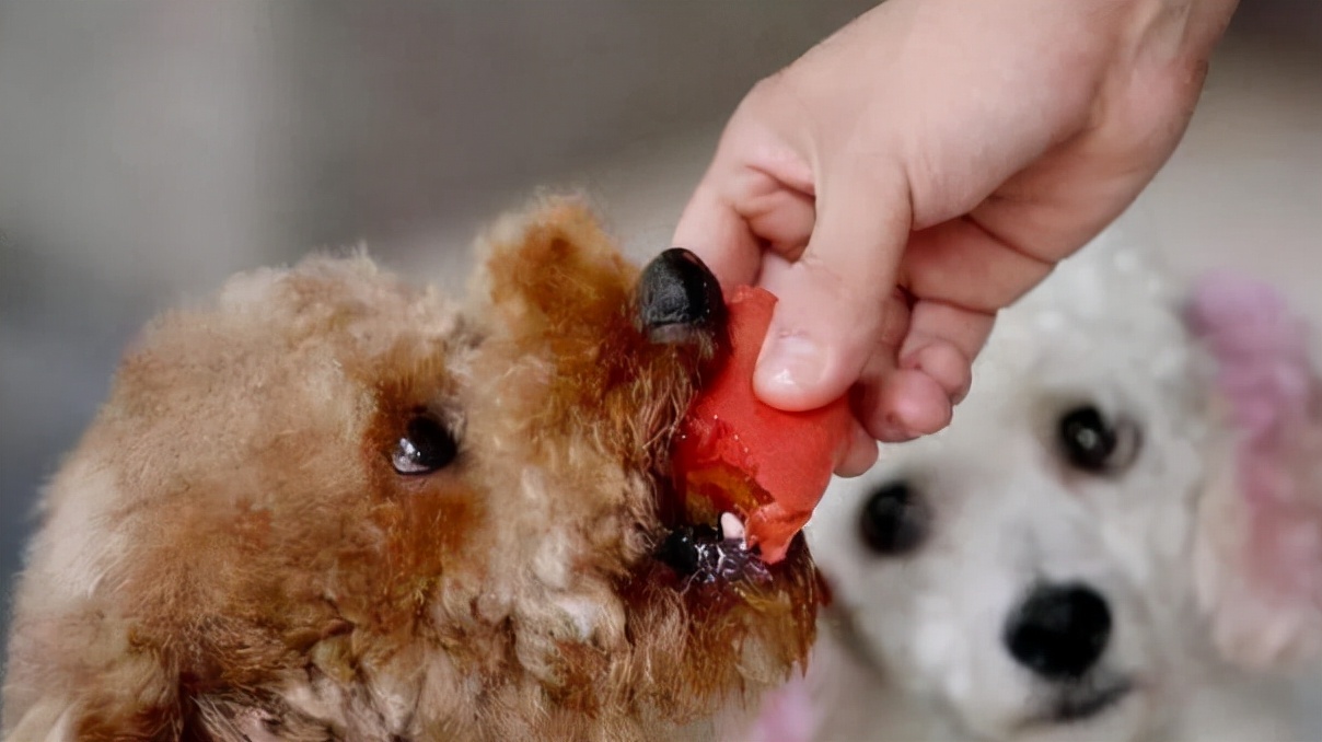 细狗腿疼不走怎么回事,狗腿有时候跛行怎么回事