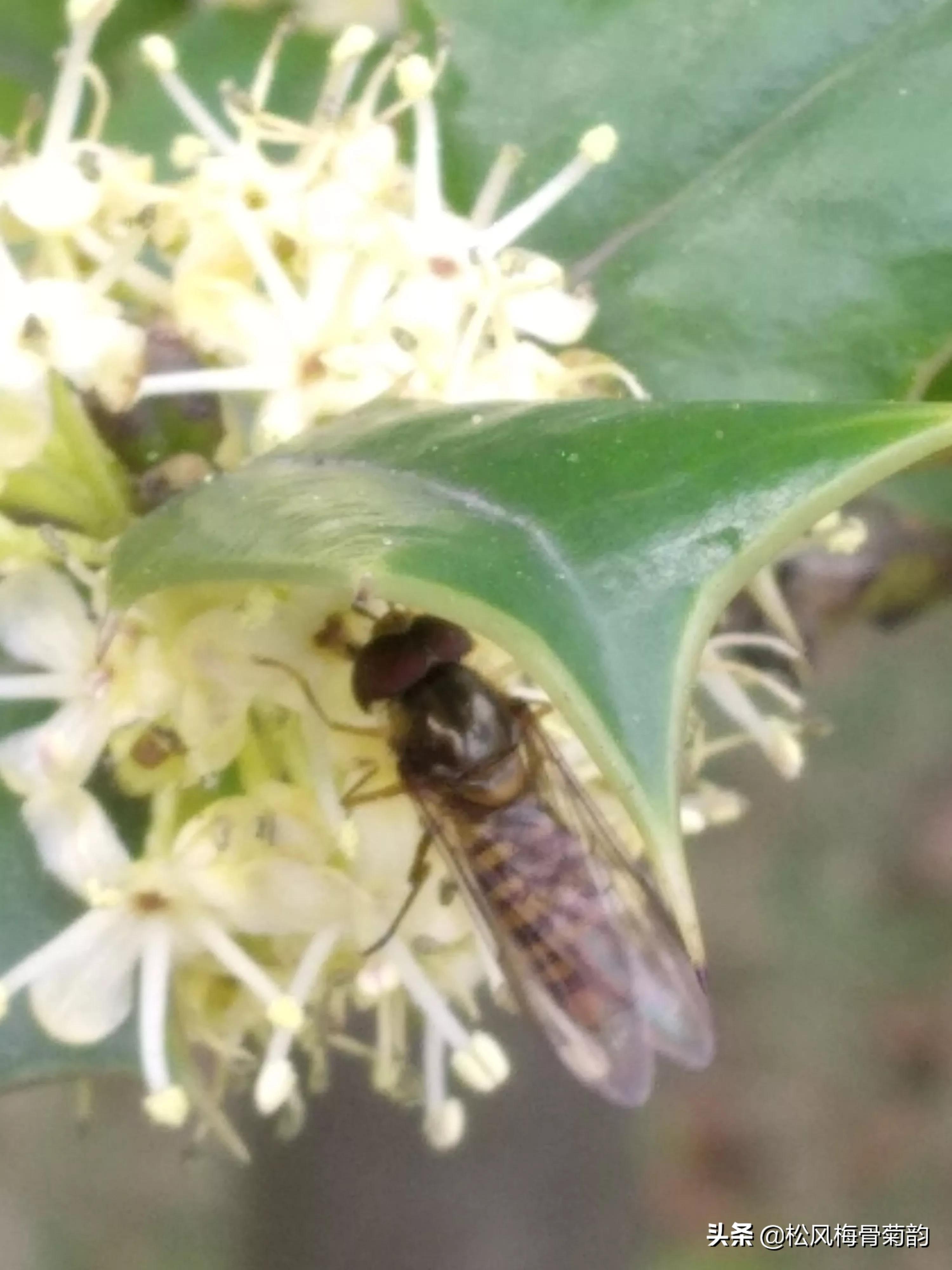 猫儿刺花香,猫儿刺为什么开花不结果