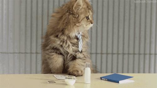 3-6个月的猫咪性格习惯养成,猫咪怎样才能让它变得听话乖巧