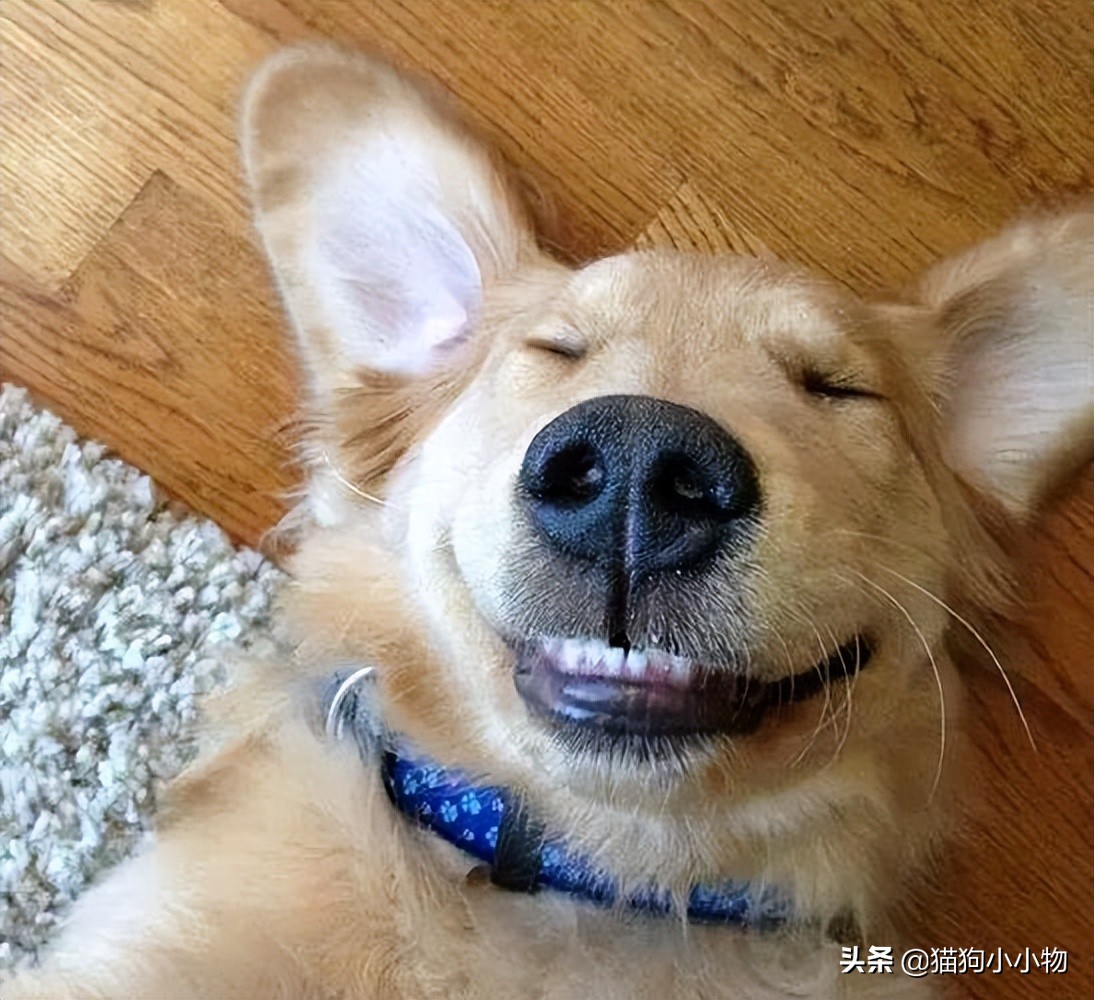 狗狗闭着眼睛睡觉代表什么,狗狗睡觉为什么会有怪异的动作