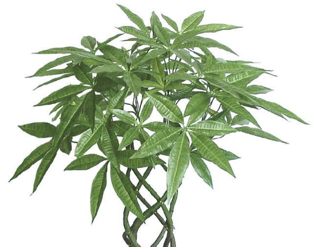 招财树一般家里摆几盆,家里招财和聚财的树摆放