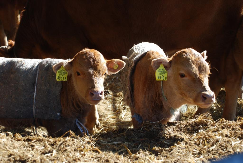 新生牛犊站不起来怎么护理,刚出生的牛犊站着不趴是怎么回事