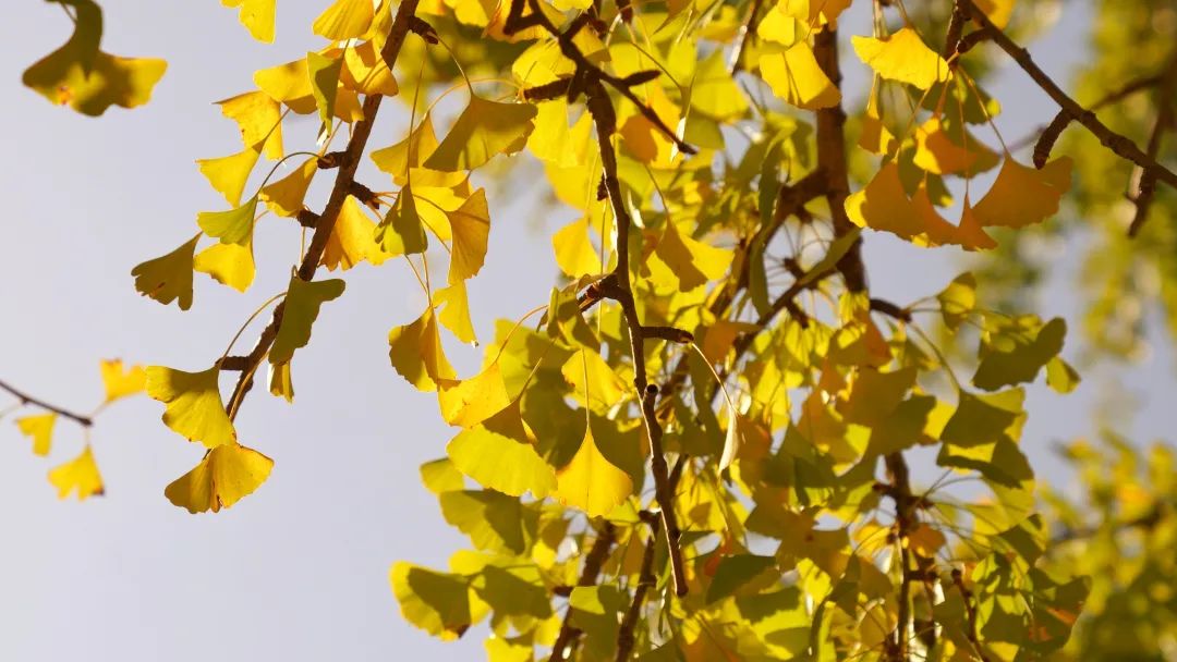 南昌的秋天文案,南昌的秋天闪闪发光