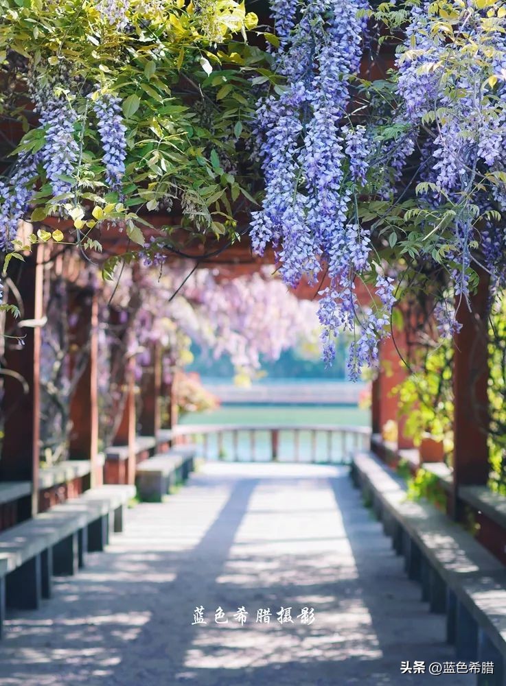 暮春时节紫藤花开,紫藤花开暮春到来