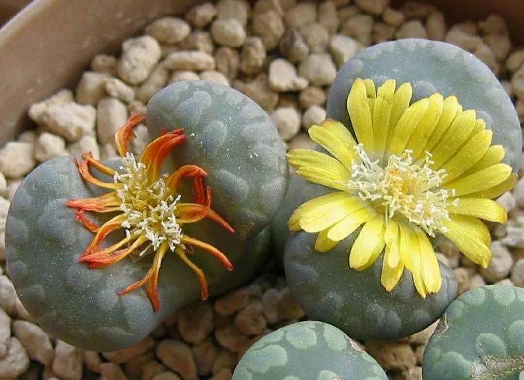 多肉植物石头开花,多肉石头花秋季