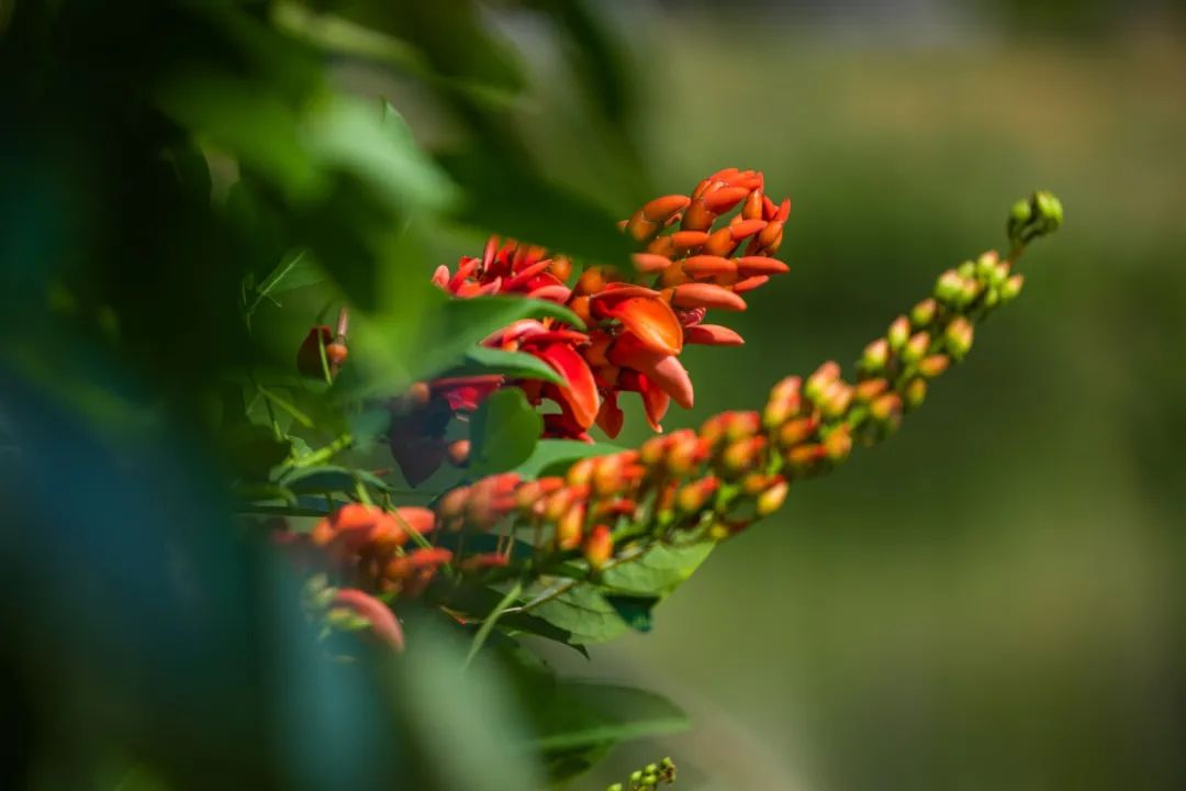 深圳凤凰山有条绿道叫什么,深圳凤凰山绿道旅游攻略