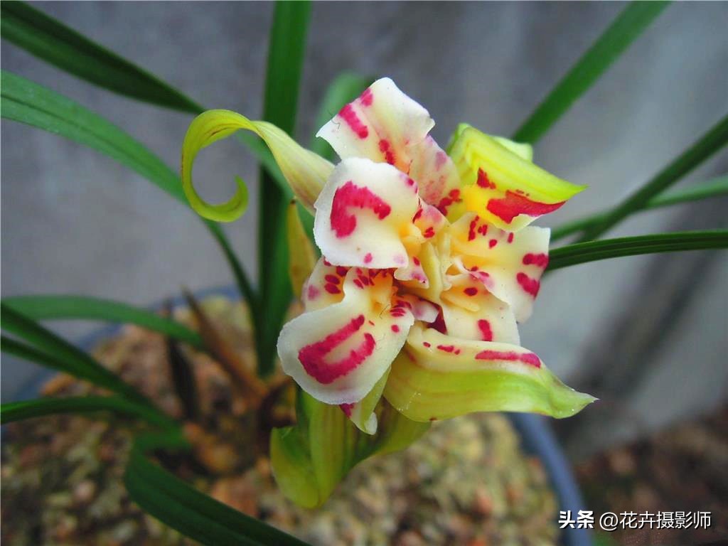 最高贵最好养的兰花,现在最值得入手的兰花