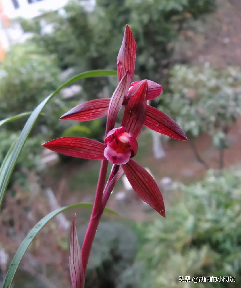 昆明兰展最贵的兰花是什么品种,云南兰展最好的兰花