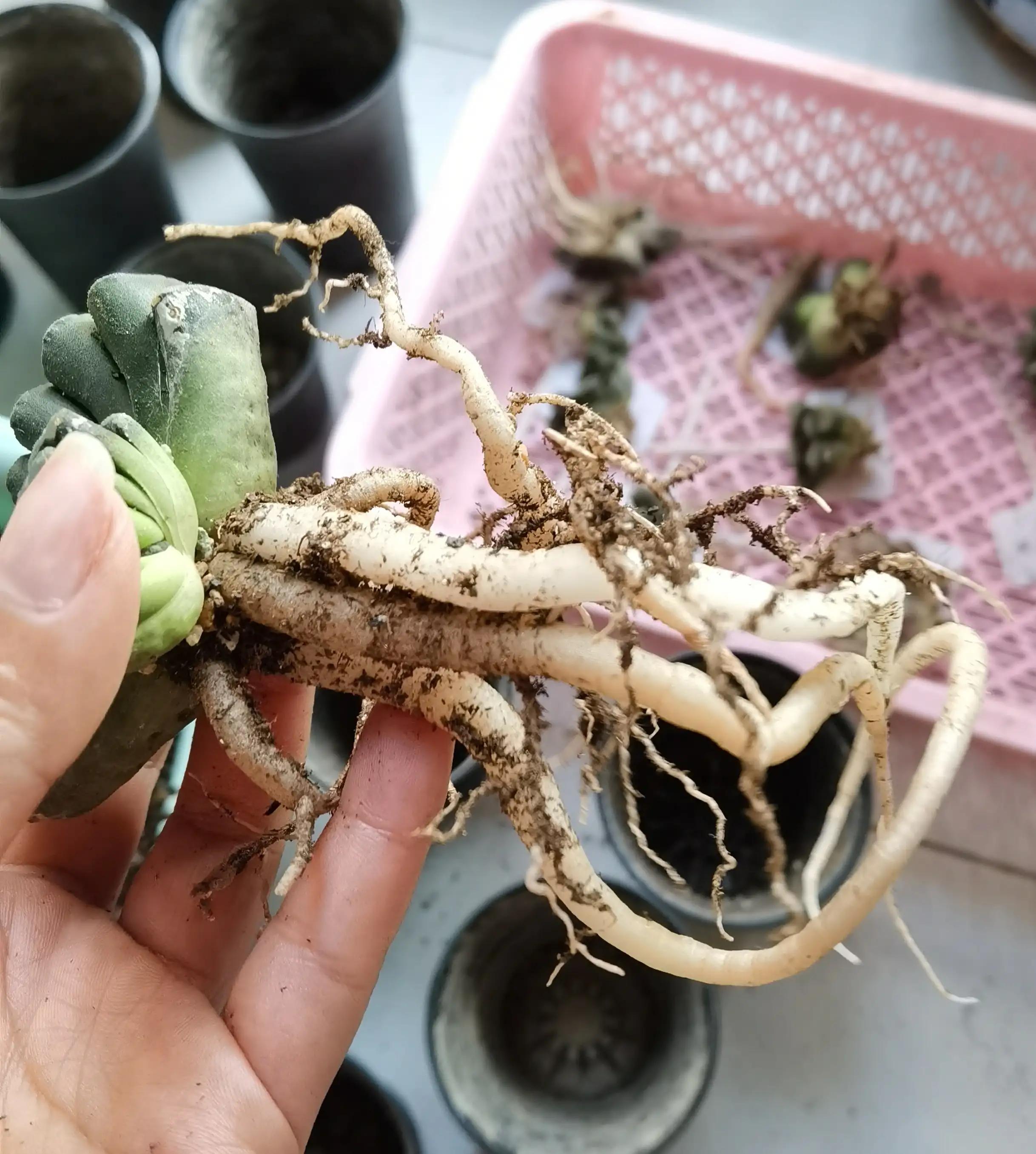 玉露种子怎么种,从种子开始种玉露