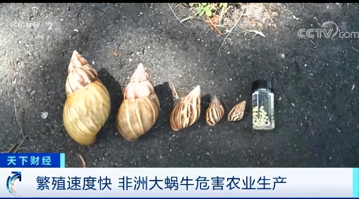非洲入侵而来的大蜗牛，在我国泛滥成灾，吃货们却无从下嘴