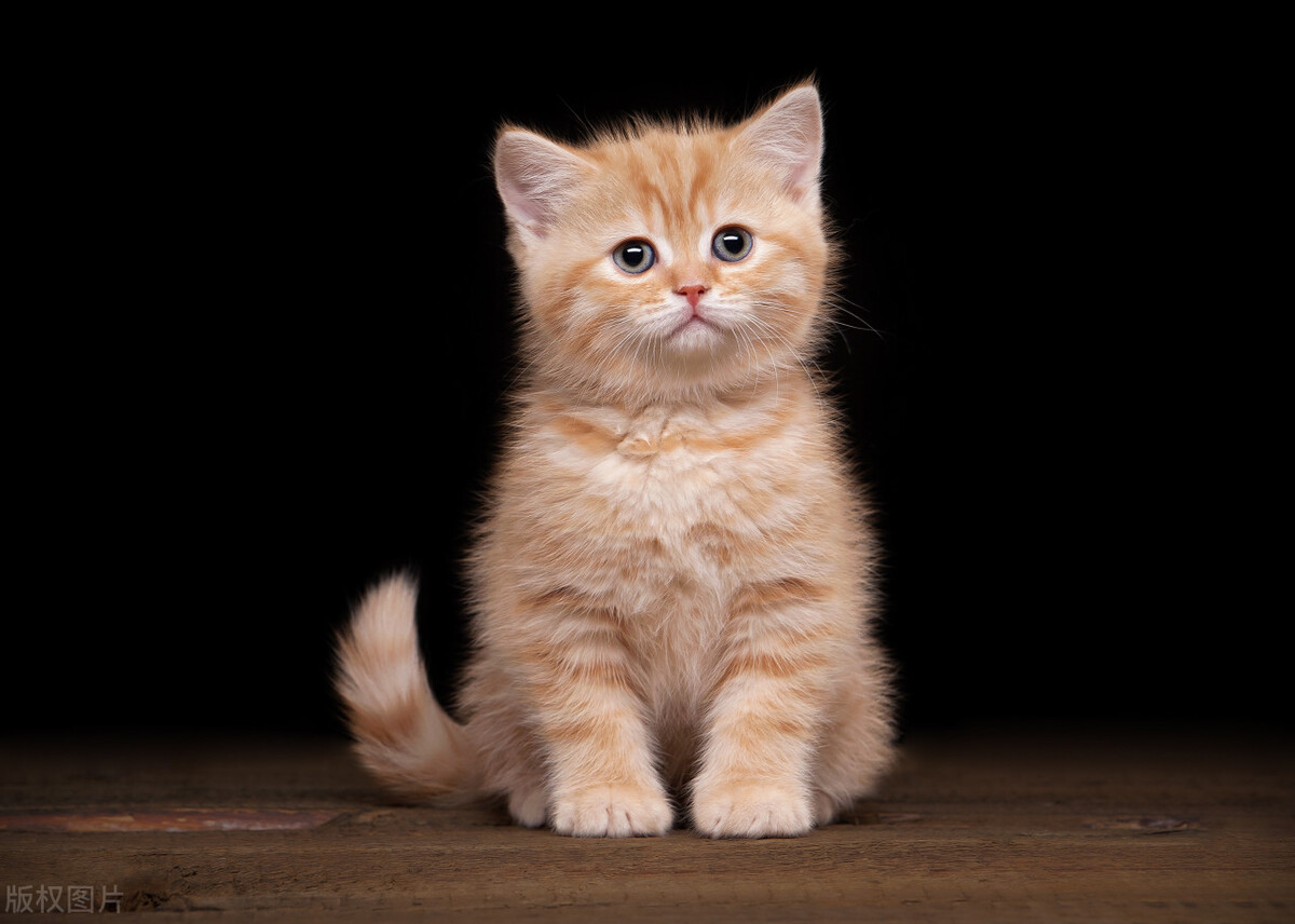 怎么阻止猫咪咬你脚,如何才能让猫咪不咬我们的脚