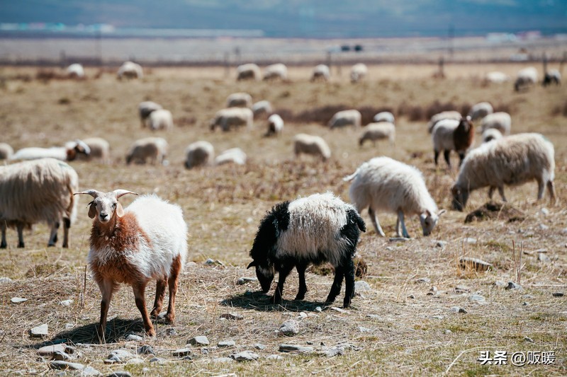 青海｜热爱西风和烈酒，也爱孤独和自由