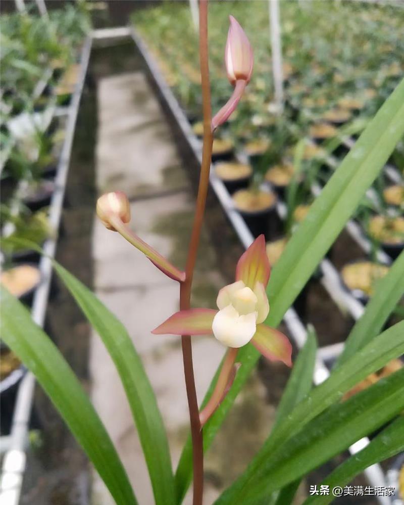 国兰瑰宝！它是建兰“八大金刚”，芳香四溢，比玉石字画都值钱