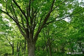 关于威士忌桶的全解析,威士忌详细讲解