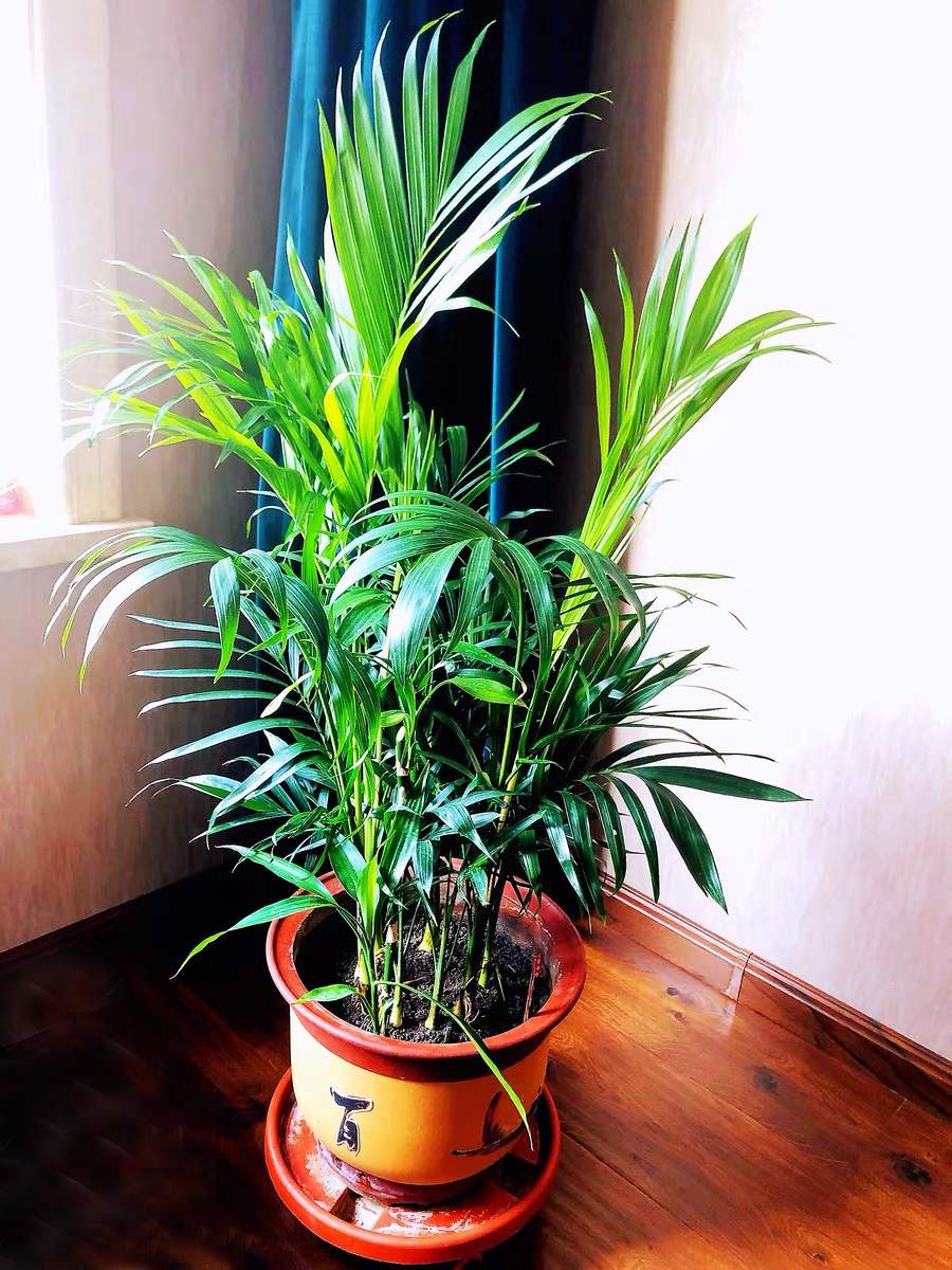 除甲醛又好养的植物,十大除甲醛的植物有哪些