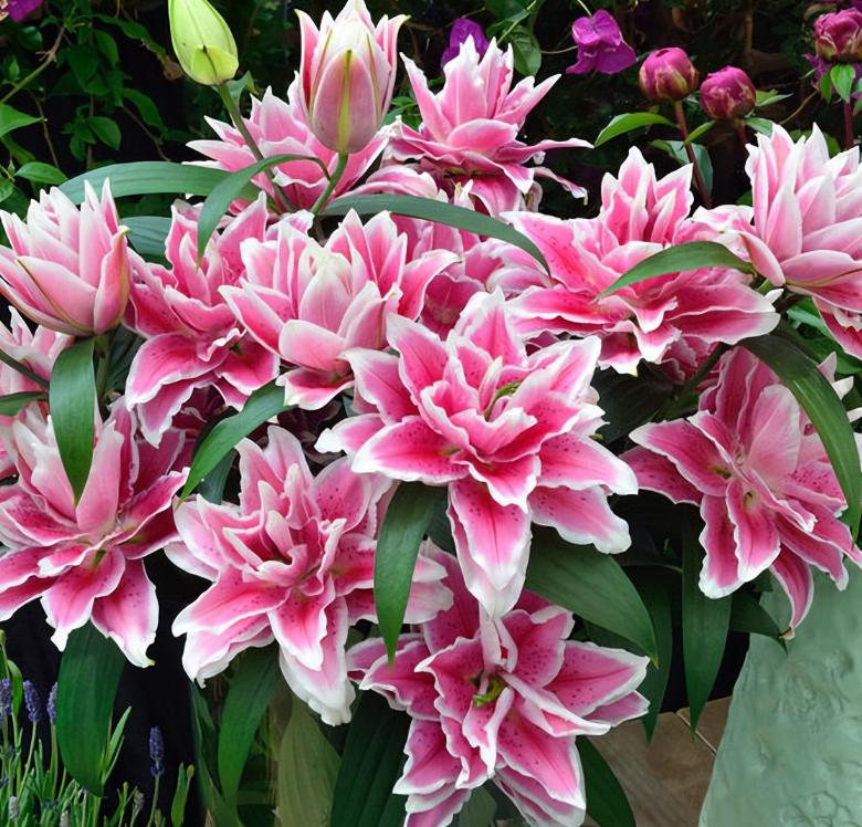 这十种花会招来鬼家里千万别养,家里养3种花忌讳