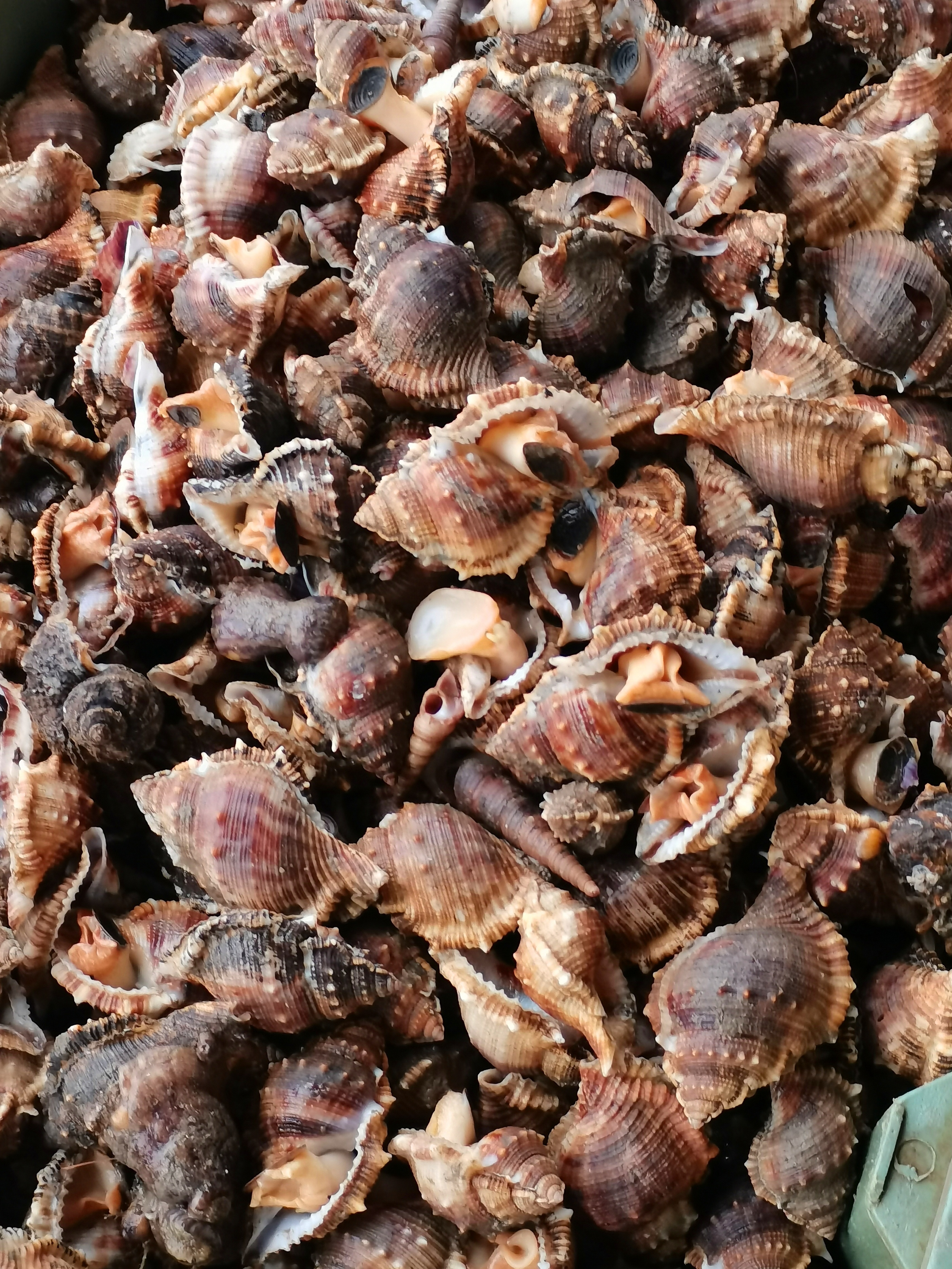 福建长乐漳港：看海、吃海鲜,2022·9·23