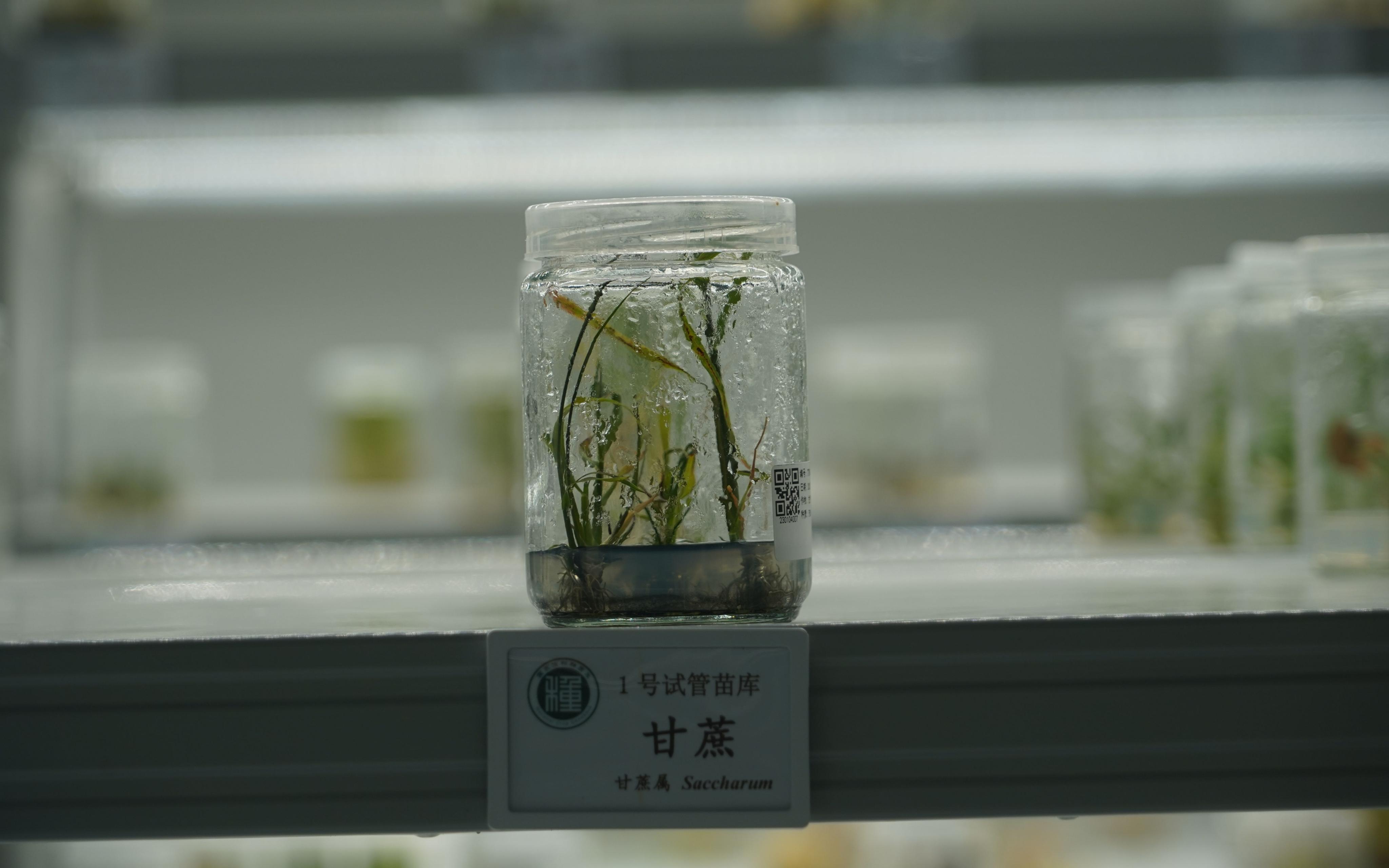 探访全球容量最大的作物“种子银行”种质库2.0是什么样的