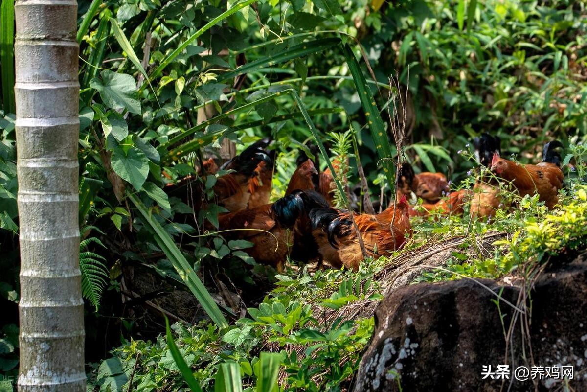 散养土鸡下蛋卖挣钱吗,散养土鸡下蛋可盈利吗