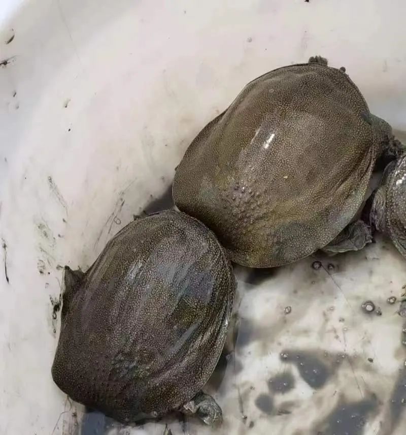 甲鱼多久能长大到2.5斤,甲鱼什么时候跑得最快