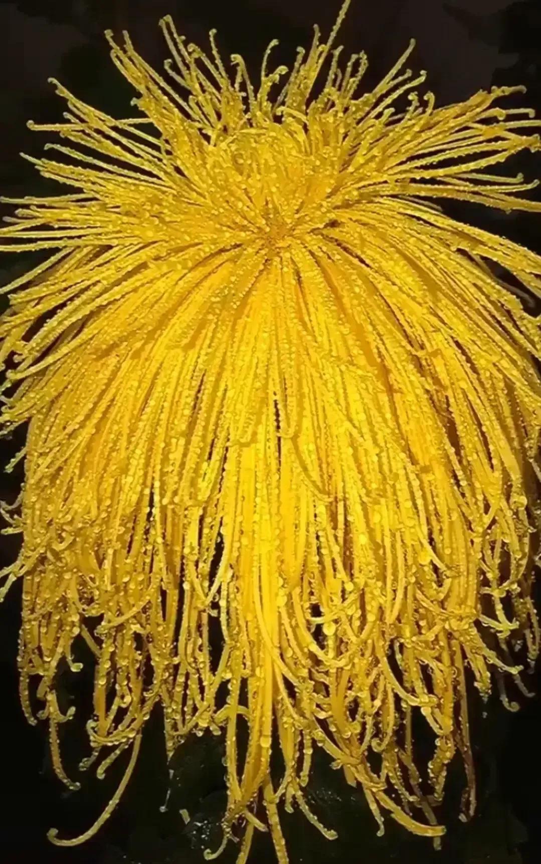 最最漂亮的金丝菊图片,美丽的金丝菊美图