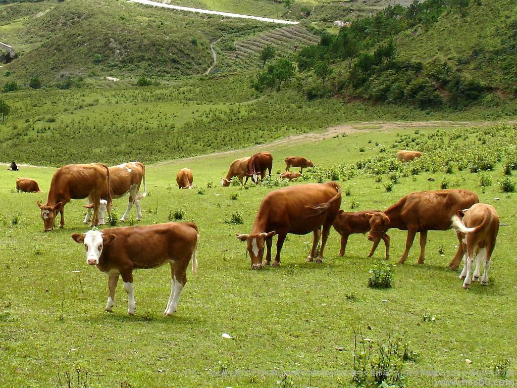 苯胺皮属于真皮里什么档次,苯胺皮和其他皮革的区别