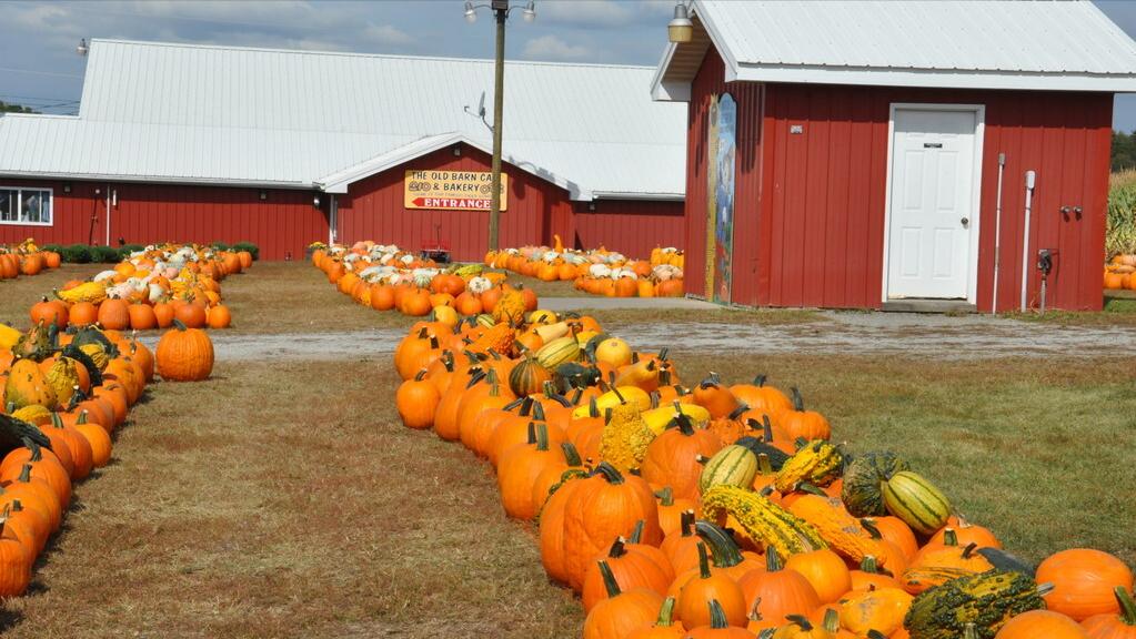 怎么做好农村家庭农场,想要经营家庭农场你必须知道这些