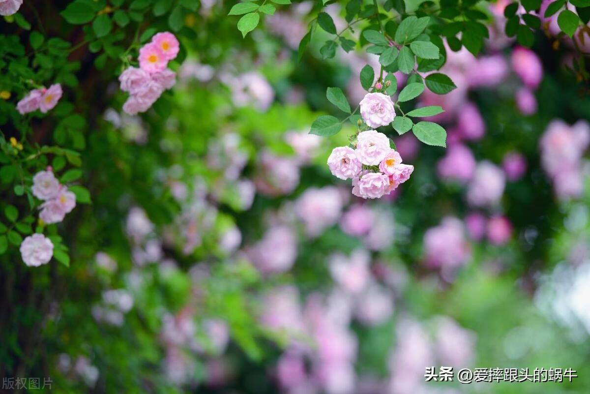 生如夏花灿烂的时候,生如夏花绚烂绽放歌曲视频