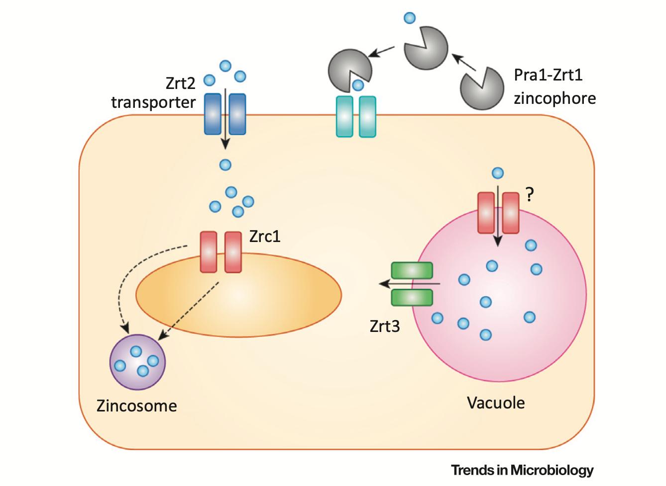 听真菌课后感想,白色念珠菌的危害