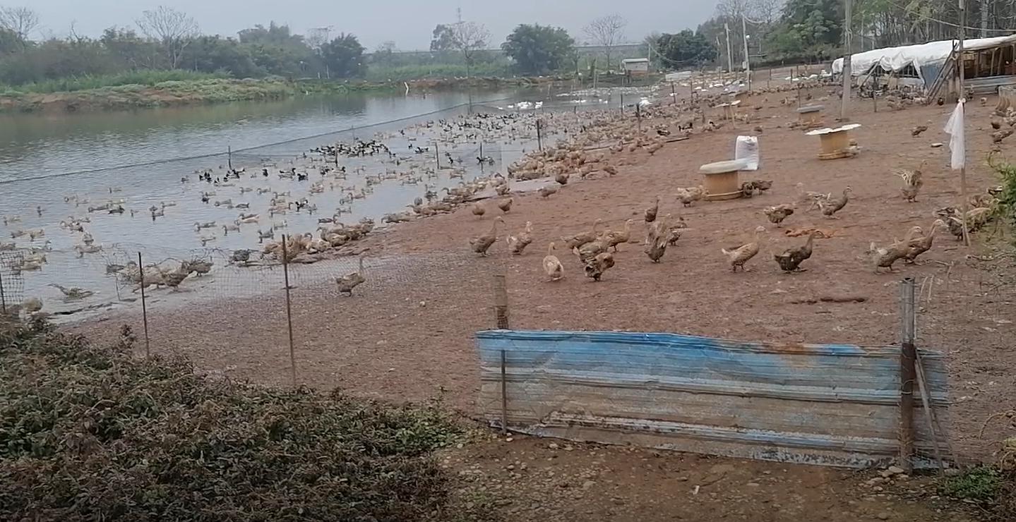 新手养鸡好还是养鸭好,新手养鸭