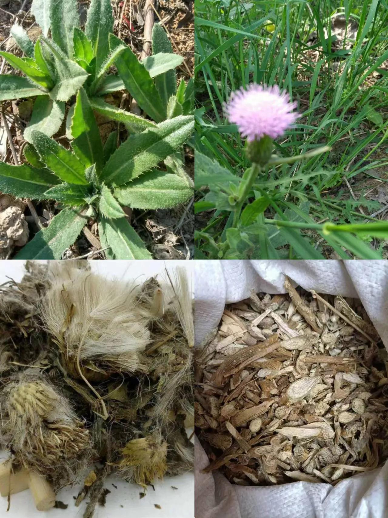 中秋考察葛家洞——葛洪在民间治病采用药物种类功效及养生方法